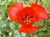 Uzbekistan flora