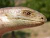 Uzbekistan fauna
