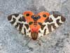 moth