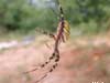 spider