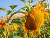 sunflower photograph